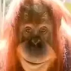 ape_monke_